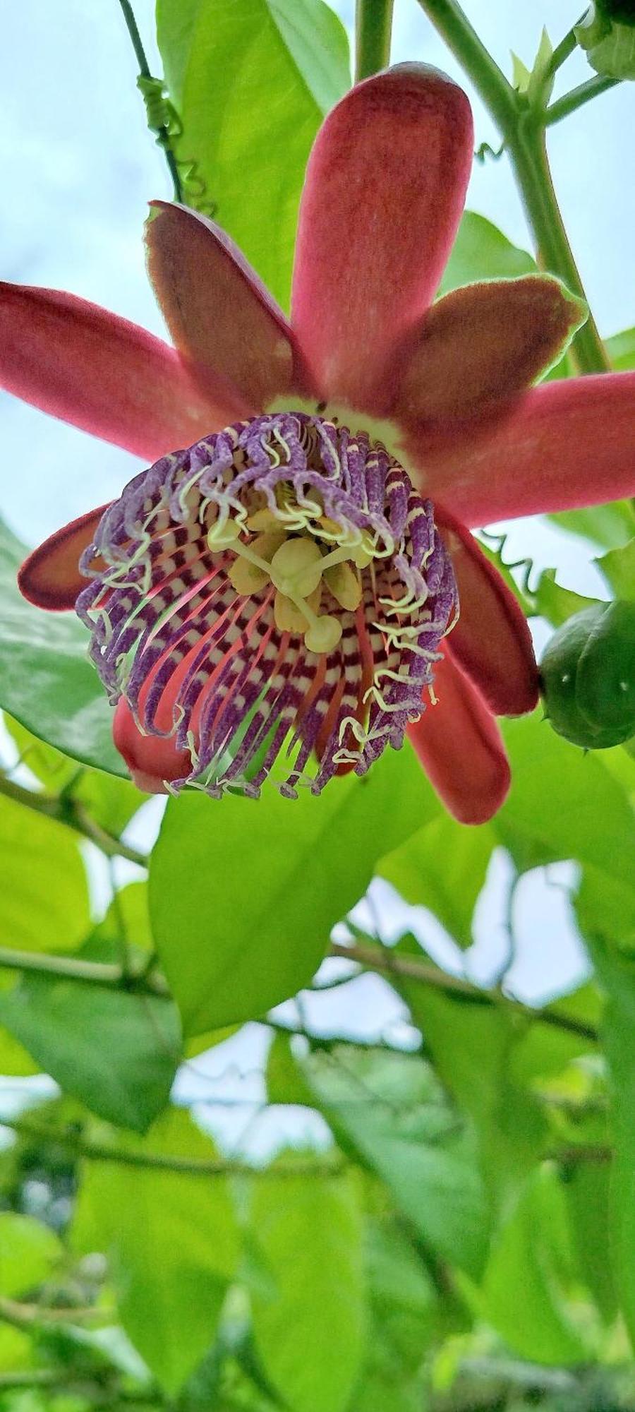 ホテル Pouso Jambo Rosa ヴァレンサ エクステリア 写真